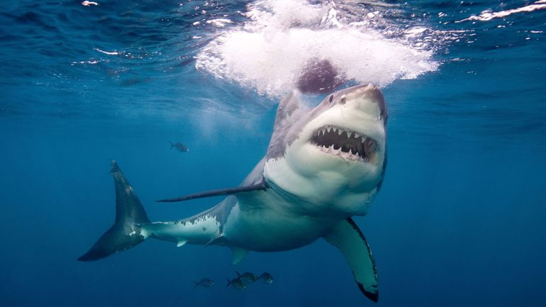 Etats-Unis: une femme meurt après une attaque de grand requin blanc dans le Maine