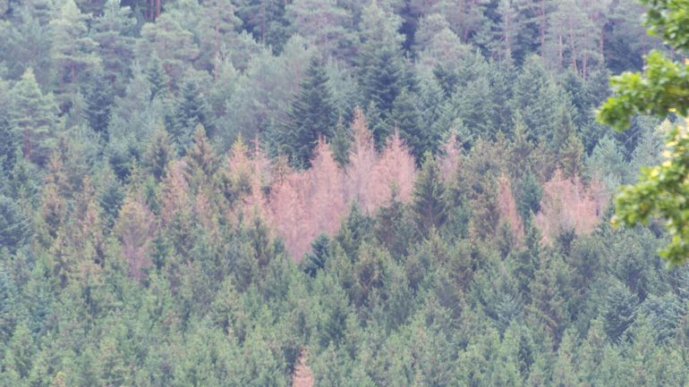 Les propriétaires privés de forêts en Wallonie affectés par la sécheresse : ils réclament de l'aide