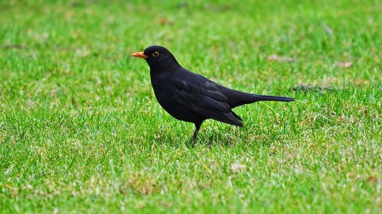 Des cours sur Skype pour reconnaître les chants des oiseaux pendant le confinement