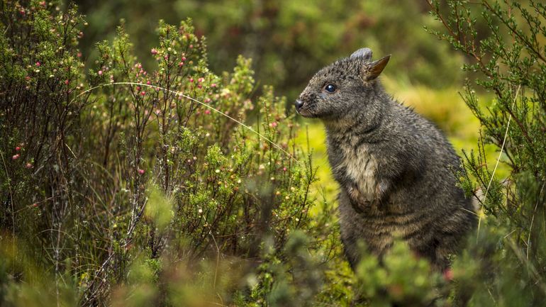 Un wallaby s'est échappé de son enclos et se promène à Waimes