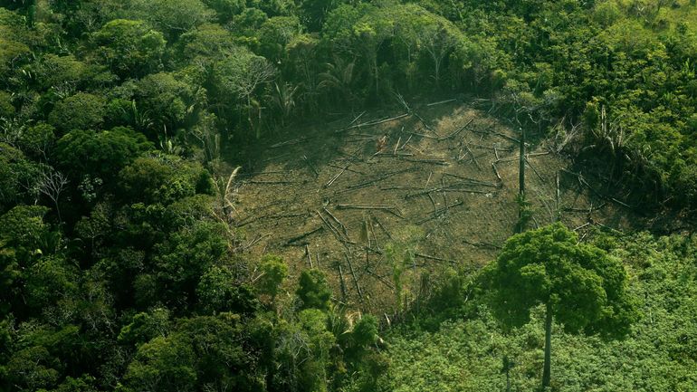 L'appétit des pays riches, moteur de la déforestation des tropiques