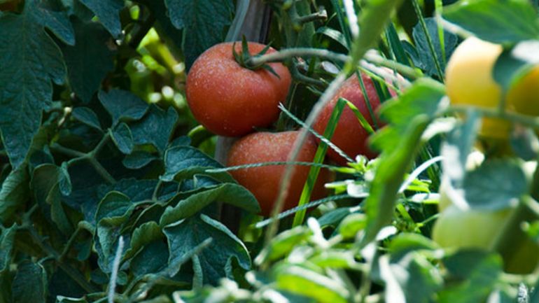 Le virus est à nos portes: nos tomates sont-elles en danger?
