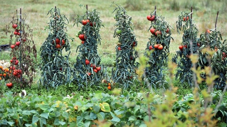 France: le virus de la tomate, un risque important de propagation par les jardiniers du dimanche