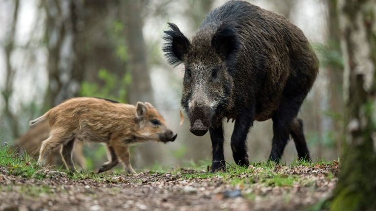 Peste porcine: IEW dénonce le nourrissage artificiel qui a fait 