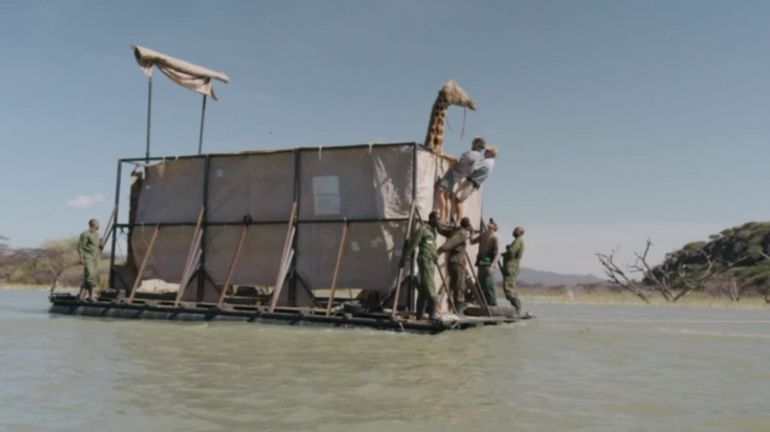 Kenya : des ONG sauvent des girafes de la noyade à l&#39;aide d&#39;une barge