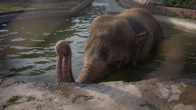 Kaavan, l'éléphant maltraité du Pakistan va être transféré en avion au Cambodge grâce à la chanteuse Cher