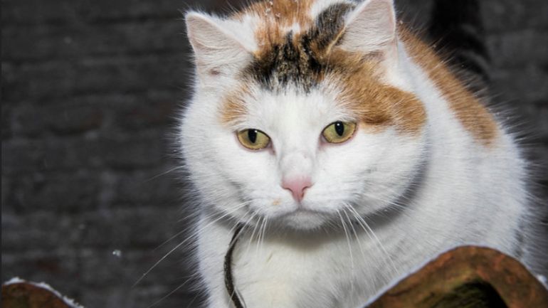 La grande échelle pour sauver un chat à Ronquières