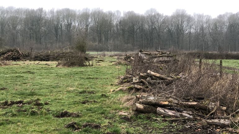 Forêts en Wallonie : 10.000 hectares déboisés illégalement