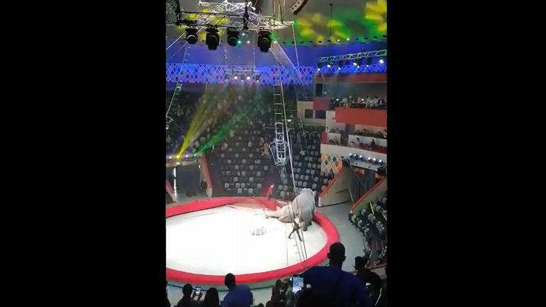 Russie: dispute d'éléphants en plein cirque, une enquête ouverte