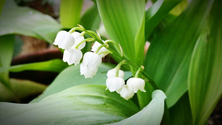 Des dizaines de millions de brins de muguet menacés par le coronavirus et le confinement