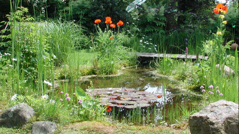 Enghien: une prime pour créer une mare dans son jardin