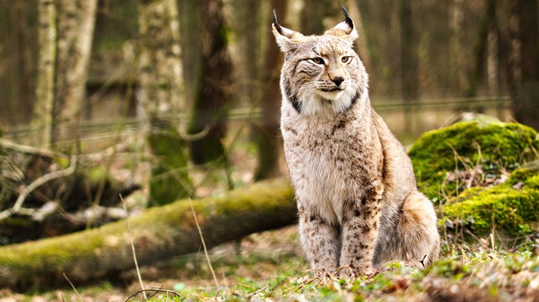 Un lynx observé en Wallonie: il avait disparu de nos régions depuis des siècles !