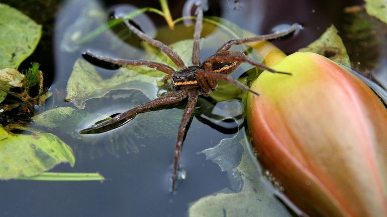 Elle marche sur l'eau, chasse et s'occupe de ses petits: l'araignée européenne de l'année 2020 vit en Belgique