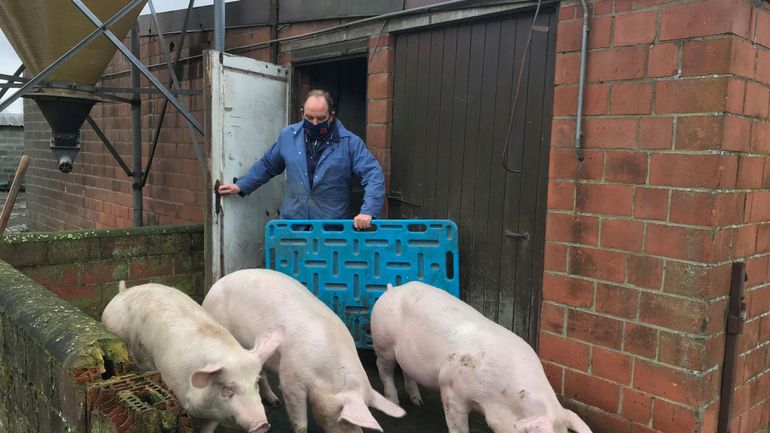 Peste porcine : la Belgique retrouve le statut 