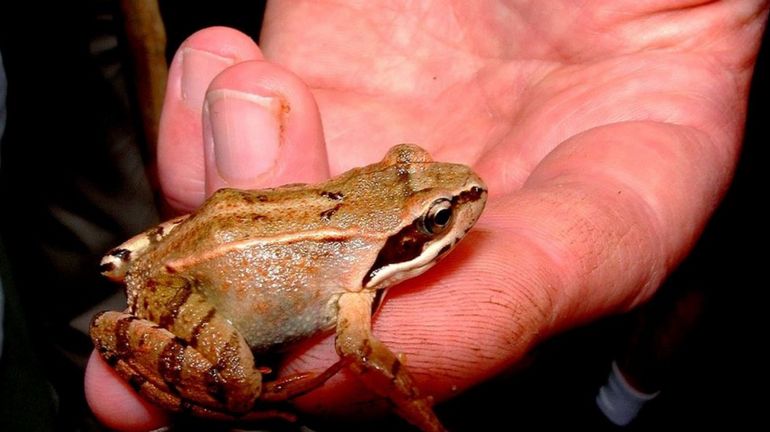 Jugement clément pour les arracheurs de pattes de grenouilles