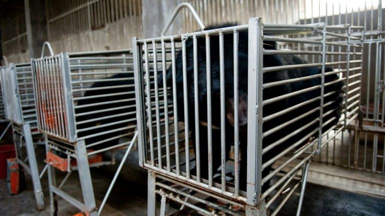 Chine : le ministère de la Santé recommande une injection composée de bile d'ours et de poudre de corne de chèvre