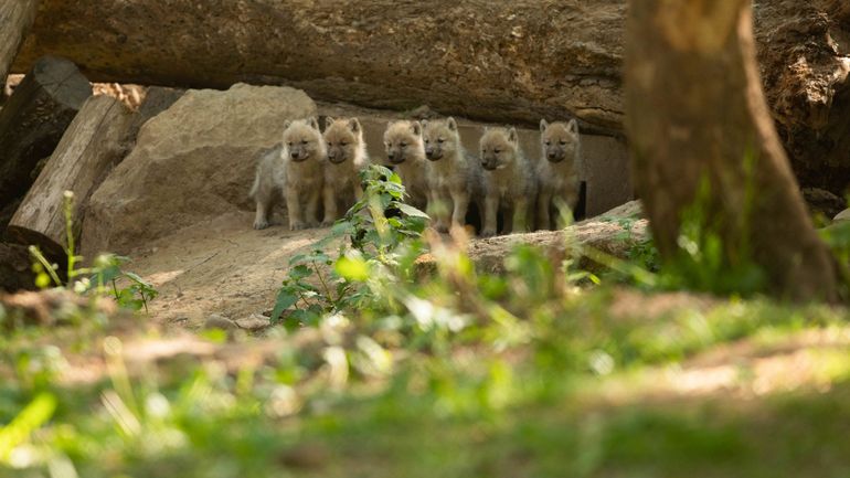 Coronavirus : ouverture du parc animalier à Han-sur-Lesse, les grottes devront attendre