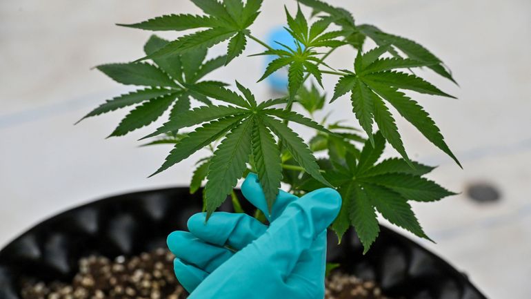 Le cannabis retiré par l'Onu de la liste des drogues les plus dangereuses