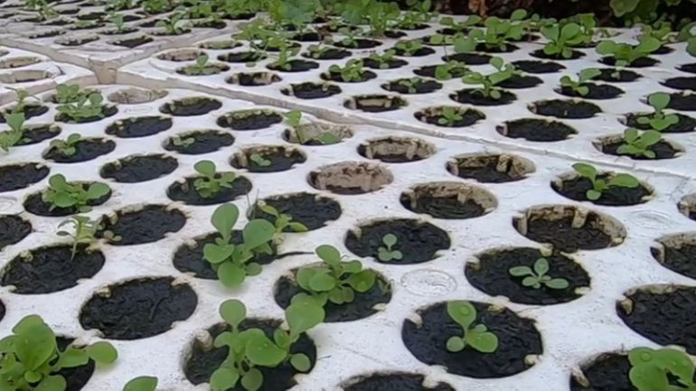 Ça pousse dans les serres et les pépinières, mais qui va planter ?