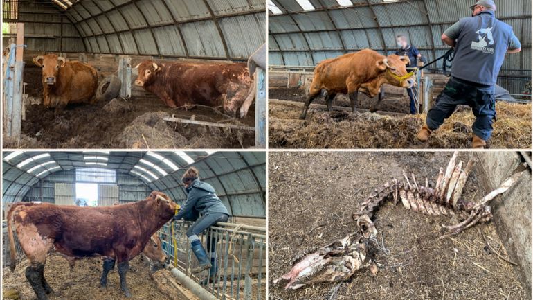 Frasnes-lez-Anvaing : deux bovins enfermés dans une grange au milieu de cadavres d'animaux