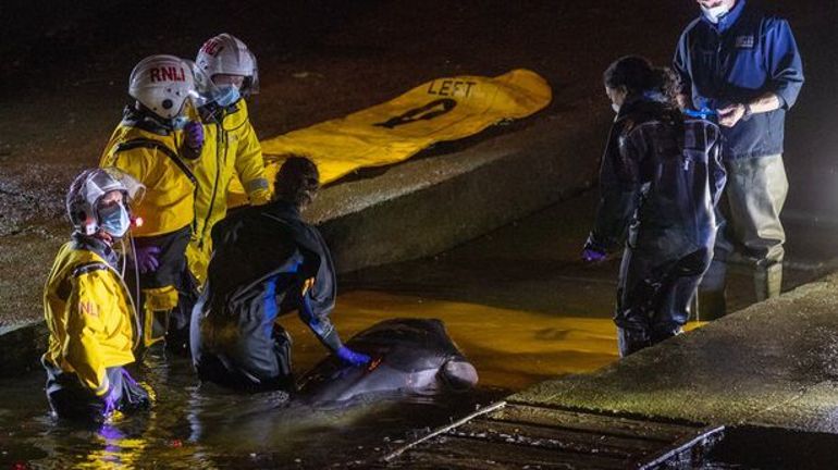 Sauvetage d'une petite baleine échouée dans la Tamise à Londres