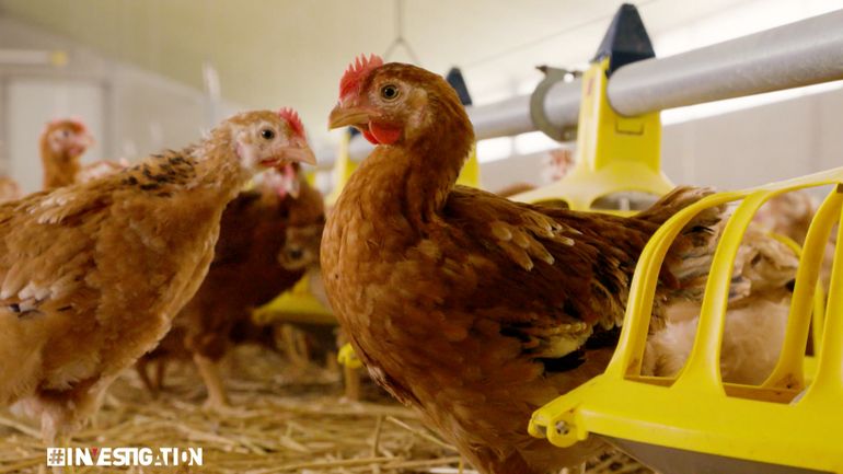 Des OGM dans la filière des poules et des poulets bio