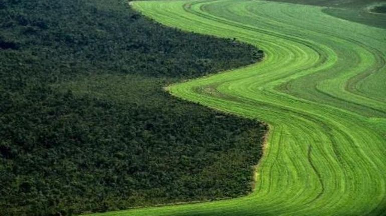 Déforestation: une centaine d'ONG appelle l'UE et la Belgique à prendre leurs responsabilités