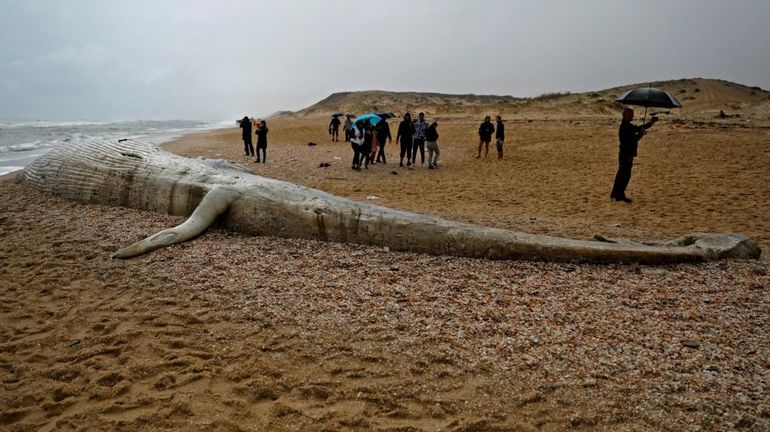 Israël : la dépouille d'une baleine de 17 mètres s'échoue sur une plage après une tempête