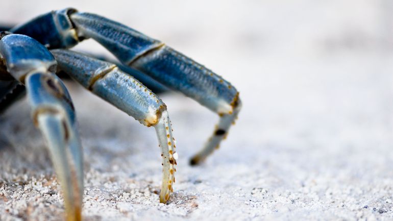 Le crabe bleu, redoutable prédateur et bête noire des pêcheurs albanais