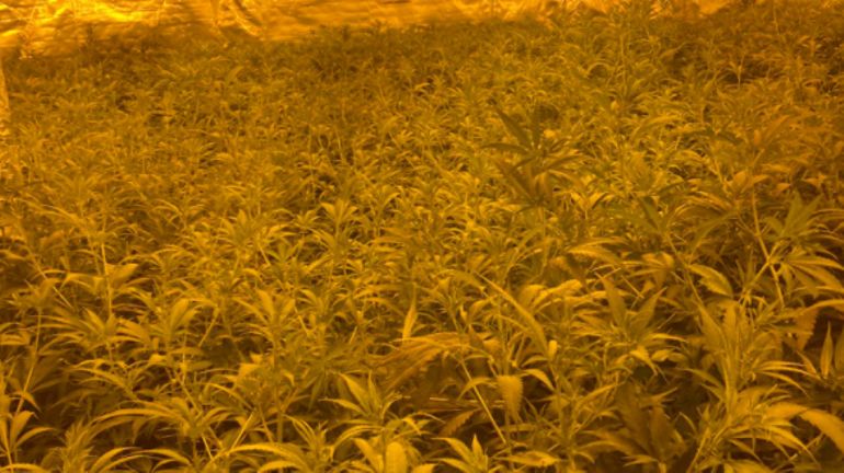 La police de Bruxelles-Nord a débusqué 3 plantations de 3.550 plants de cannabis