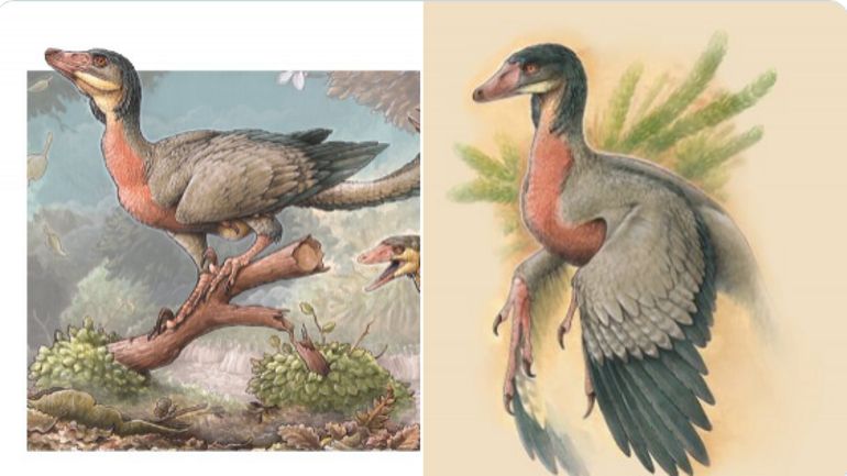 Argentine : les restes d'un nouveau petit dinosaure carnivore ailé découverts