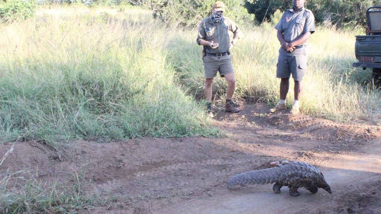 Afrique du Sud : course contre la montre pour sauver le pangolin, le mammifère le plus braconné au monde