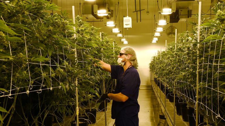 Le gouvernement néerlandais va recruter des cultivateurs de cannabis pour approvisionner les 