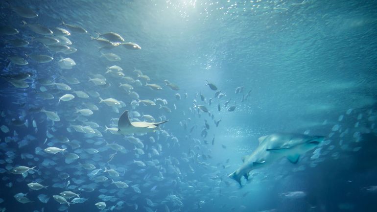 La vie marine européenne est menacée par les activités humaines