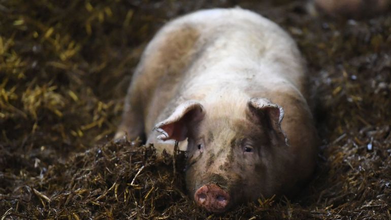 Le secteur porcin appelle le gouvernement wallon à l'aide