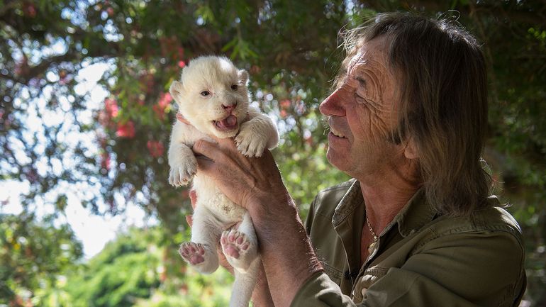 Espagne : White King, un bébé lion blanc négligé par sa maman