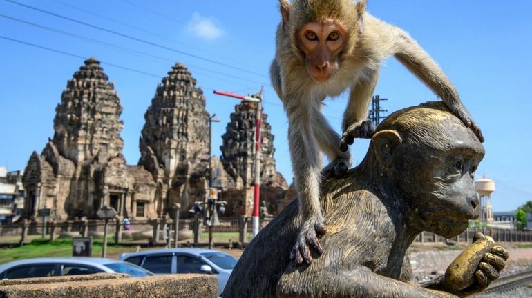 Confinement en Thaïlande : une ville envahie par les macaques en liberté