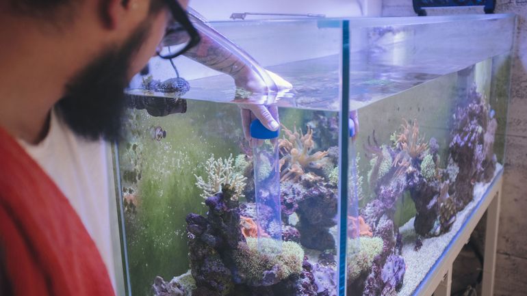 Un Américain est-il mort après avoir bu un nettoyant pour aquarium contenant de la chloroquine ?