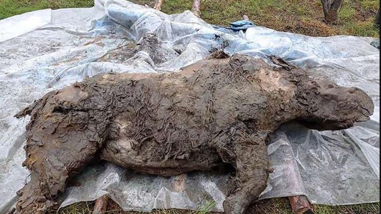 Un jeune rhinocéros laineux retrouvé presque intact retrouvé dans le permafrost sibérien