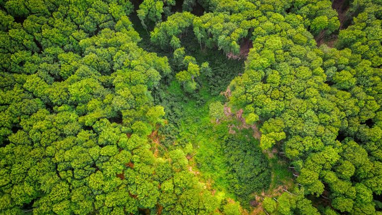 Des parcelles de la forêt amazonienne vendues illégalement sur Facebook Marketplace : les dessous d'une pratique nuisible