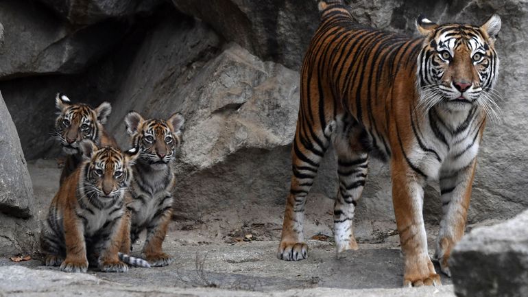Un tigre de Sumatra, espèce menacée, retrouvé mort dans un piège