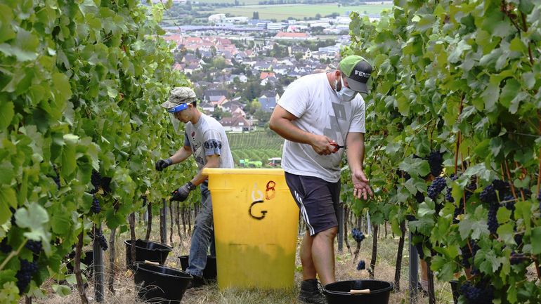 France: l'année viticole 2020 marquée par des vendanges très précoces