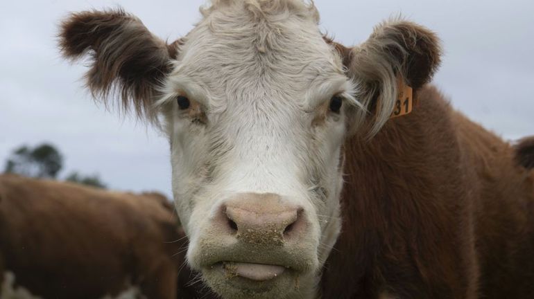 L'Uruguay, pays où il y a quatre fois plus de vaches que d'humains, veut verdir son élevage