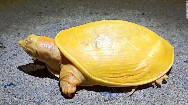 Une tortue jaune découverte en Inde, le fruit d'une anomalie génétique