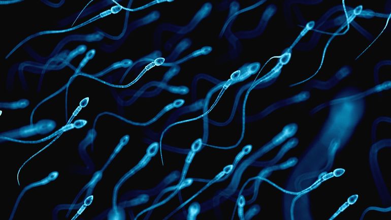 Science : les spermatozoïdes ne sont pas que nageurs, ce sont aussi des danseurs