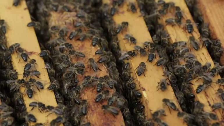 Tunisie : les nouvelles technologies au secours des abeilles