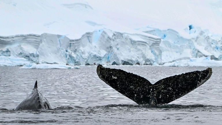 Le Plus Grand Iceberg Du Monde Qui Avait Commenc D River Se Retrouve