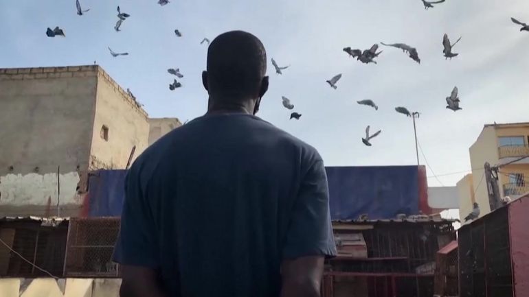 Pigeons voyageurs : le Sénégal, nouveau paradis des colombophiles ?