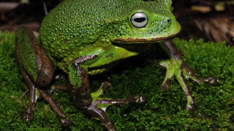 Une nouvelle espèce de grenouille découverte en amazonie péruvienne