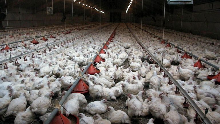 Des habitants de Dottignies introduisent un recours contre le projet d'élevage industriel de poulets